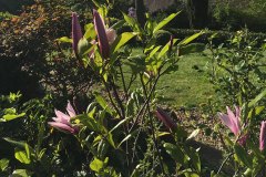 Le jardin de Percemousse à Tourouvre au Perche dans l'Orne